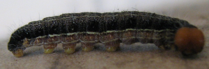 Larvae